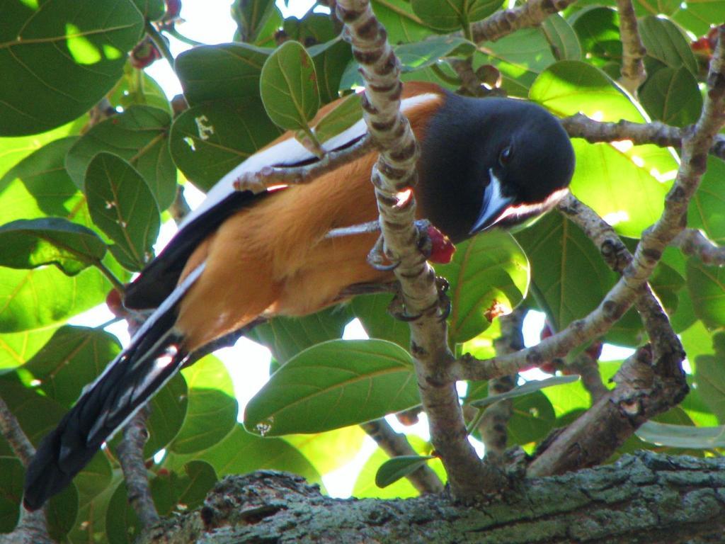 Mayapott Bungalow Hotel Thekkady Kültér fotó